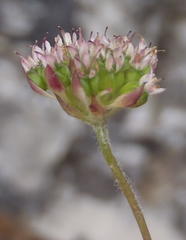 Hermas capitata