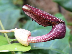 Aristolochia carterae