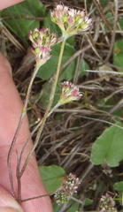 Hermas capitata