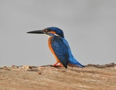 Alcedo atthis