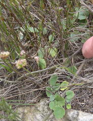 Hermas capitata