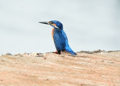 Alcedo atthis