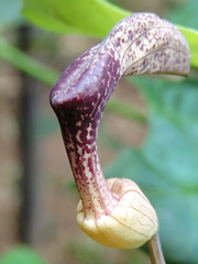 Aristolochia carterae