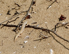 Ichnotropis capensis