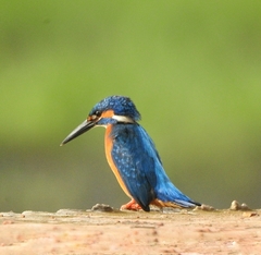 Alcedo atthis