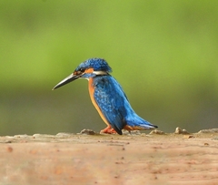 Alcedo atthis