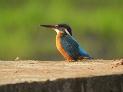 Alcedo atthis