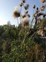 Cirsium arvense
