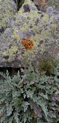 Jacobaea incana