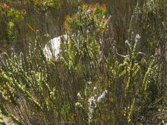 Paranomus spathulatus