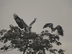 Haliaeetus leucogaster