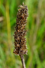 Plantago altissima