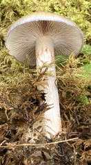 Cortinarius anomalus