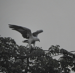 Haliaeetus leucogaster