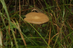 Agaricales