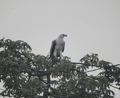 Haliaeetus leucogaster