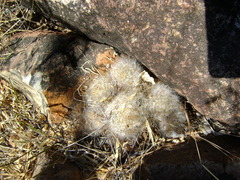 Mammillaria guelzowiana