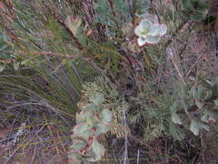 Paranomus spathulatus