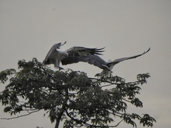 Haliaeetus leucogaster