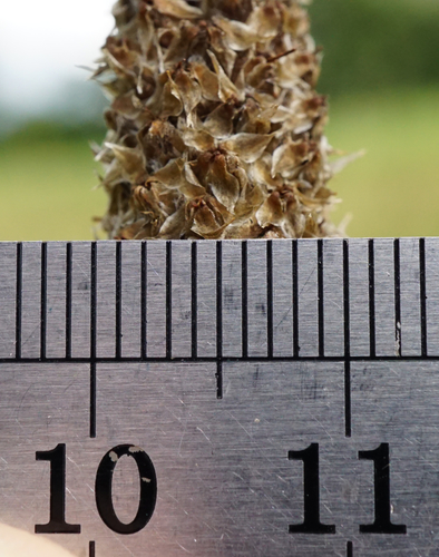 Image of Plantago altissima by (c) Patrick Hacker, some rights reserved (CC BY)