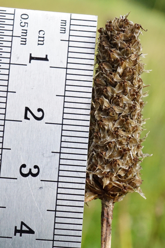 Image of Plantago altissima by (c) Patrick Hacker, some rights reserved (CC BY)