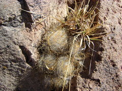 Mammillaria guelzowiana