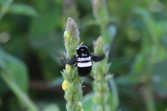Xylocopa inconstans