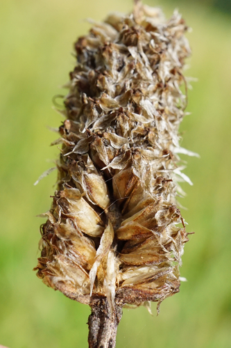 Image of Plantago altissima by (c) Patrick Hacker, some rights reserved (CC BY)
