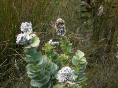 Paranomus spathulatus