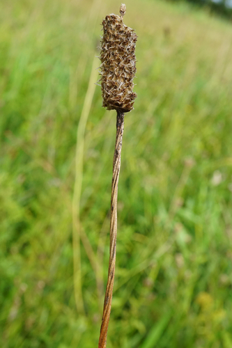 Image of Plantago altissima by (c) Patrick Hacker, some rights reserved (CC BY)