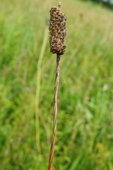 Plantago altissima
