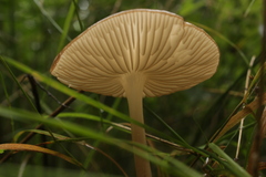 Agaricales