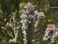 Paranomus spathulatus