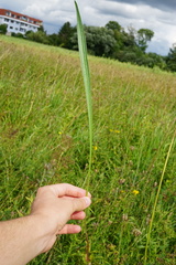 Plantago altissima