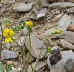 Senecio lessingii