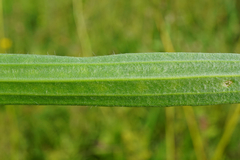 Plantago altissima