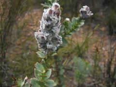 Paranomus spathulatus