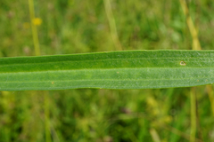 Plantago altissima