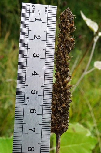 Image of Plantago altissima by (c) Patrick Hacker, some rights reserved (CC BY)