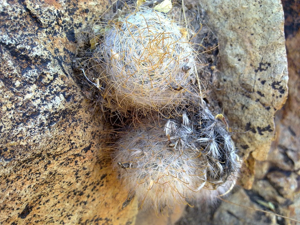 Cochemiea guelzowiana; photograph (c) amantedarmanin, some rights reserved (CC BY)