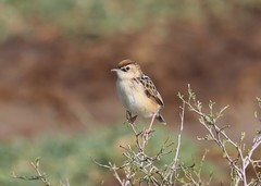 Cisticola brunnescens