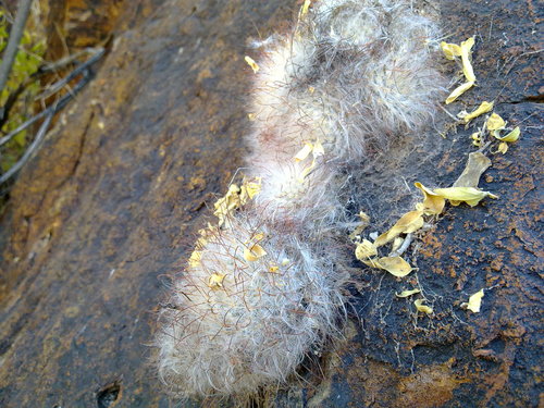 Cochemiea guelzowiana, photograph 1