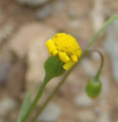 Senecio lessingii
