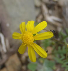 Senecio lessingii