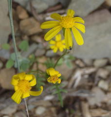 Senecio lessingii