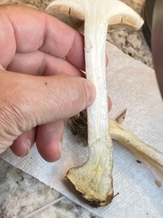 Cortinarius anomalus