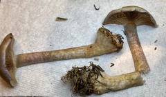 Cortinarius anomalus