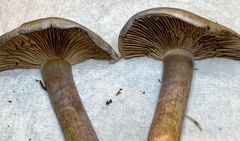 Cortinarius anomalus