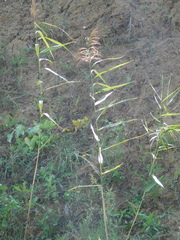 Phragmites australis