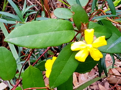 Hibbertia dentata